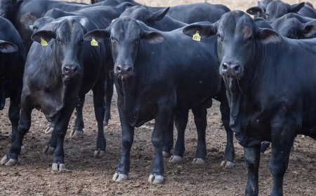 Mortes de animais sobem para 612 após vacina Excell 10