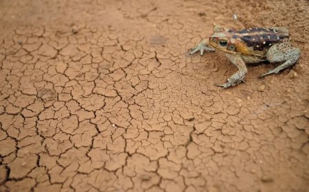 Doze cidades em estado de emergência por excesso ou falta de chuva