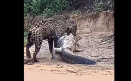 Onça-pintada captura jacaré gigante no pantanal e impressiona