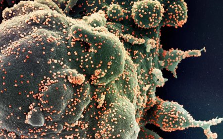 Fiocruz aponta aumento de hospitalizações por covid-19 em idosos