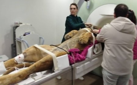 Ressonância magnética de leão mobiliza equipe de mais de 12 pessoas