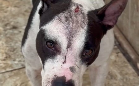 Pitbull vítima de maus-tratos é resgatado em operação conjunta após denúncia em Vitória