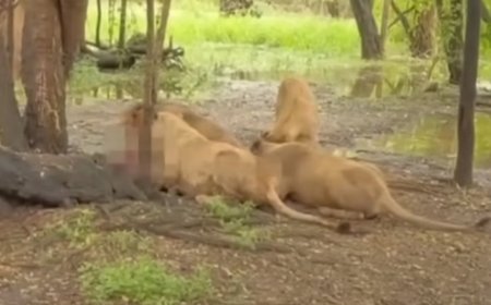 Tratador é morto em ataque de leões no Safari World, parque fecha para investigação