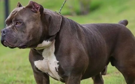 Homem de 63 anos morre após ataque de pitbull