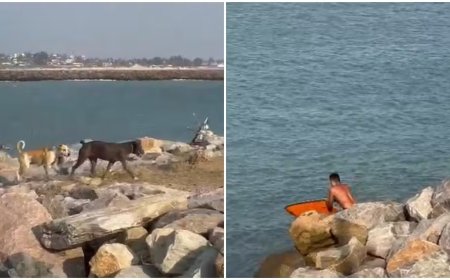 Banhista resgata cachorro que ficou preso a pedras no mar