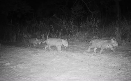 Pela primeira vez, onças-pintadas trigêmeas são registradas em Parque Nacional Grande Sertão Veredas