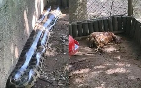Cobra gigante invade galinheiro em condomínio de luxo e causa prejuízo