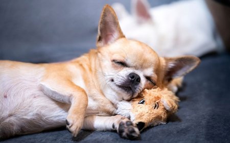 Chihuahua desmaia após ingerir cocaína e vai parar na emergência