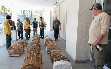 Operação no RJ resgata 700 animais silvestres e prende 45 pessoas