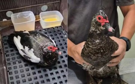 Idoso é flagrado em ato de zoofilia com pata