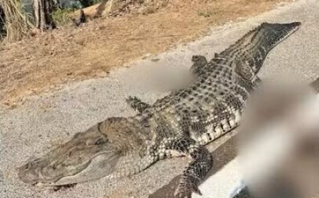 Jacaré-açu gigante morre atropelado por carro na BR-242