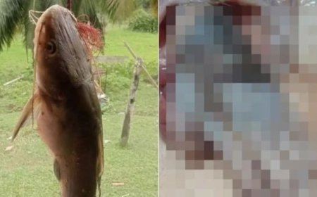 Bagre é capturado e mão é encontrada dentro do estômago do peixe