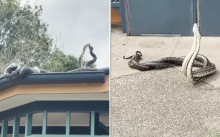 Pítons-tapete protagonizam luta em telhado de Biblioteca