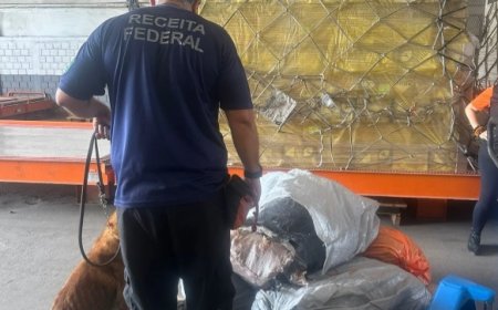 Receita Federal e Ibama apreendem carga de bexigas natatórias, também conhecidas como "bexigas de peixe"