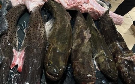 Sema apreende pescados, apetrechos ilegais e carne de jacaré