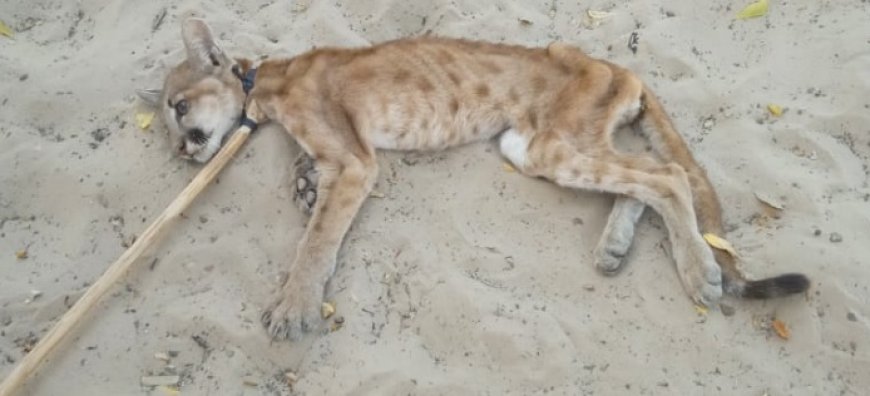 Filhote de onça resgatado no Piauí recebe cuidados do Ibama