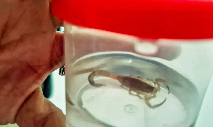 Com a chegada do calor, aumentam os casos de acidentes com escorpiões