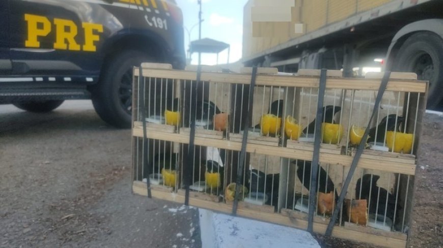 PRF resgata 60 animais silvestres e apreende rebites em Milagres (BA); VEJA O VÍDEO