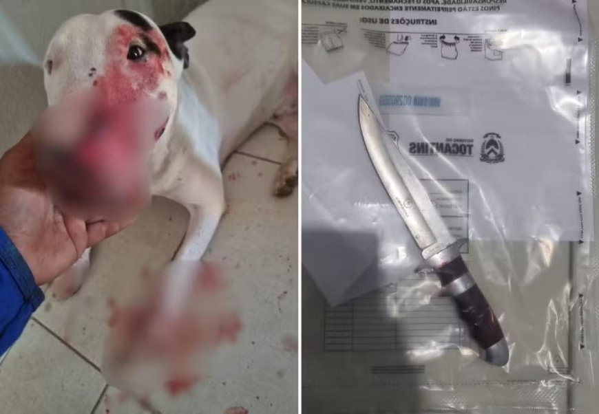 Suspeito de esfaquear focinho e patas de cachorro é preso pela Polícia Civil