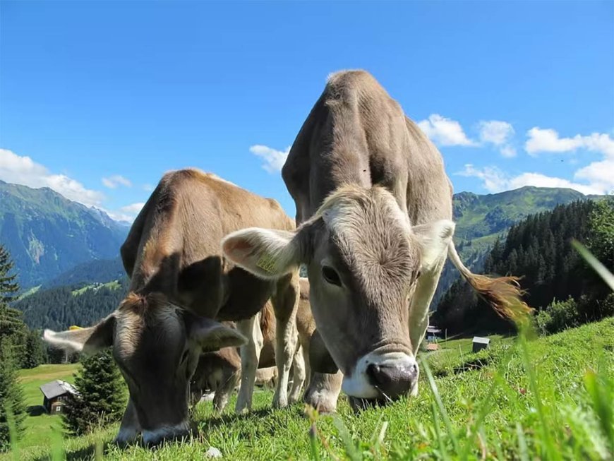 Trilheiro idoso morre após ser pisoteado por vacas durante caminhada com a esposa