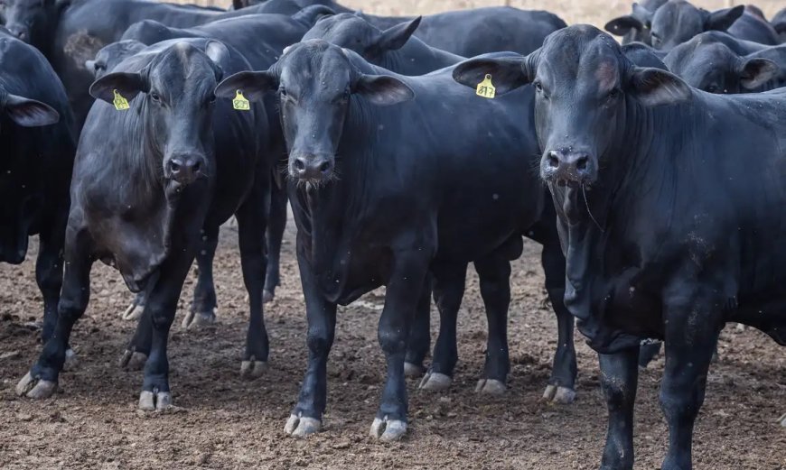 Mortes de animais sobem para 612 após vacina Excell 10