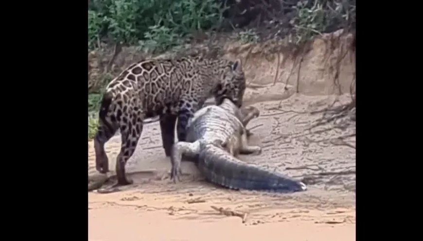 Onça-pintada captura jacaré gigante no pantanal e impressiona