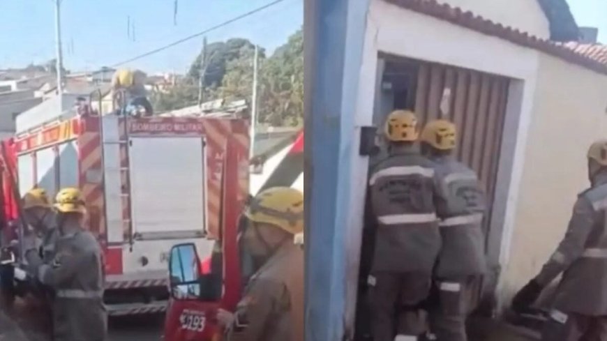 Idosa de 75 anos morre após ser atacada por pit bull dentro de casa