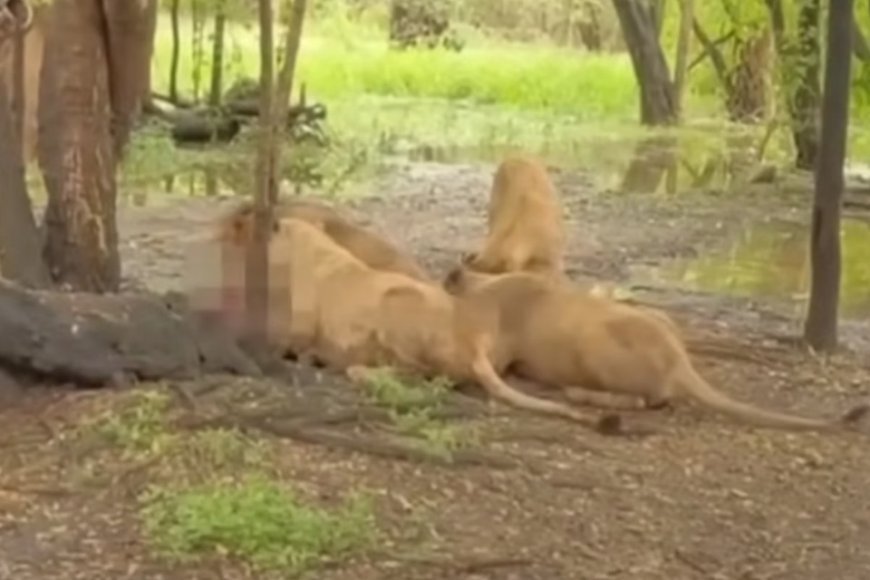 Tratador é morto em ataque de leões no Safari World, parque fecha para investigação