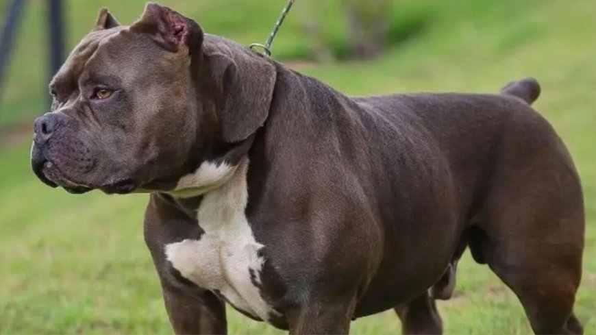 Homem de 63 anos morre após ataque de pitbull