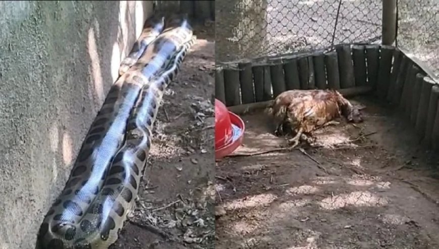 Cobra gigante invade galinheiro em condomínio de luxo e causa prejuízo
