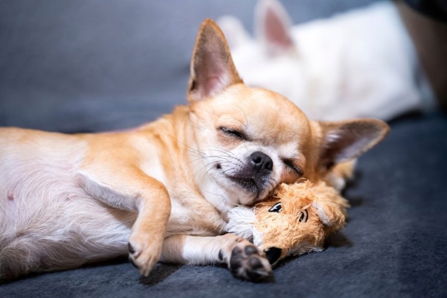 Chihuahua desmaia após ingerir cocaína e vai parar na emergência