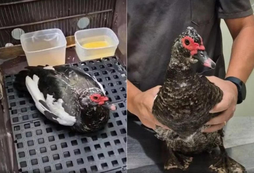 Idoso é flagrado em ato de zoofilia com pata