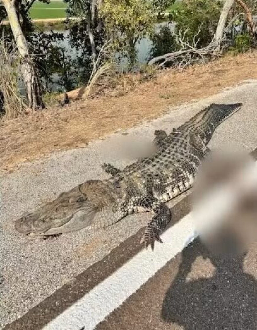 Jacaré-açu gigante morre atropelado por carro na BR-242