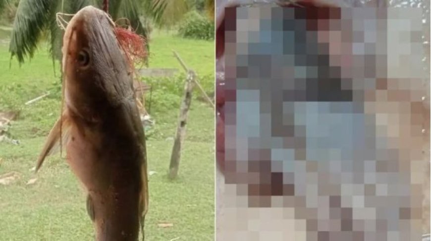 Bagre é capturado e mão é encontrada dentro do estômago do peixe