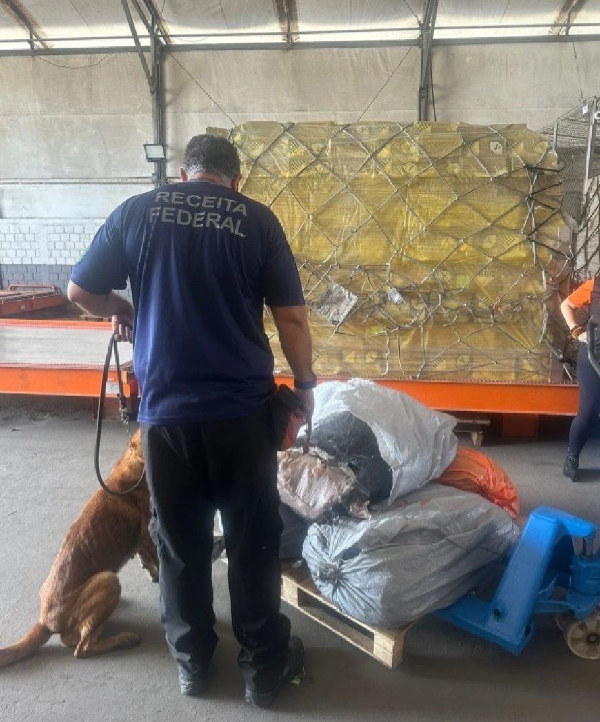 Receita Federal e Ibama apreendem carga de bexigas natatórias, também conhecidas como "bexigas de peixe"