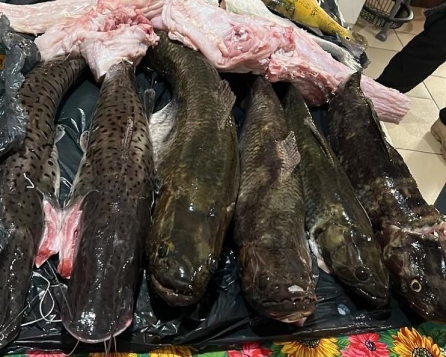 Sema apreende pescados, apetrechos ilegais e carne de jacaré