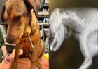 Cão sobrevive a ataque de flecha e emociona ao ganhar novo lar nos EUA