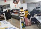 Boi entra em supermercado e persegue açougueiro