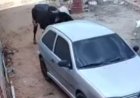 Boi descontrolado invade casa, destrói carro e persegue moradores; de quem é a responsabilidade?