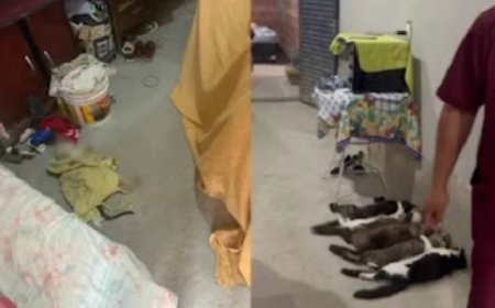 Trio é preso por esquema de venda ilegal de sangue de gatos em SP