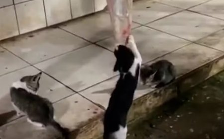 Gatos são flagrados comendo carne exposta em mercado público no Maranhão