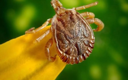 Mais uma morte por febre maculosa é confirmada em Minas Gerais