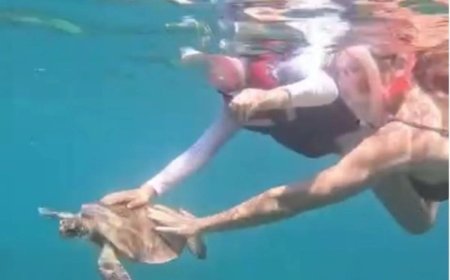 Turista toca tartaruga e é multada em R$ 10 mil em Fernando de Noronha