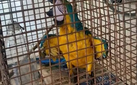 Arara-canindé mantida em cativeiro é resgatada pelo Corpo de Bombeiros em MT