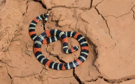 Cobra super venenosa surge embaixo de sofá e assusta família em Blumenau