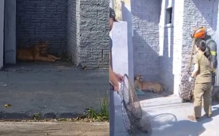 Vídeo: Onça-parda aparece na porta de uma casa no interior de SP