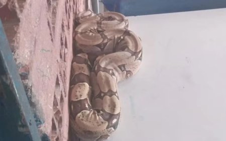 Jiboia é encontrada dentro de sala de aula em escola