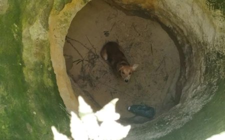 Vira-lata caramelo é resgatado de poço com 5m de profundidade