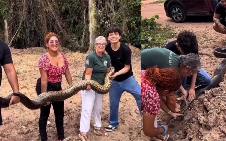 Sucuri grávida de 4,5 metros é resgatada em campus da UFPA