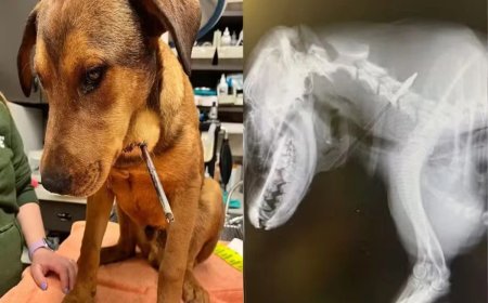 Cão sobrevive a ataque de flecha e emociona ao ganhar novo lar nos EUA